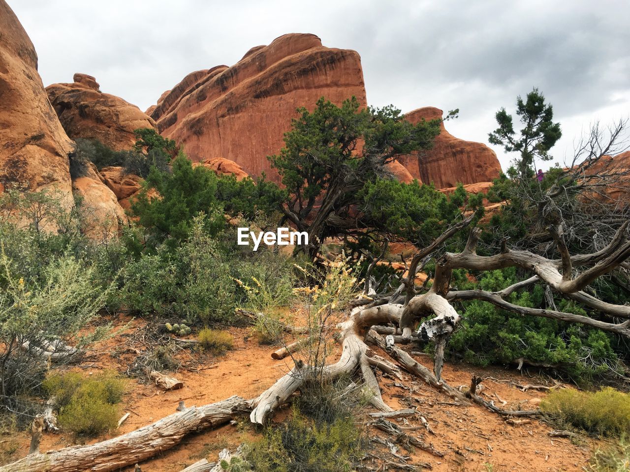 Dead trees and rock formation in forest