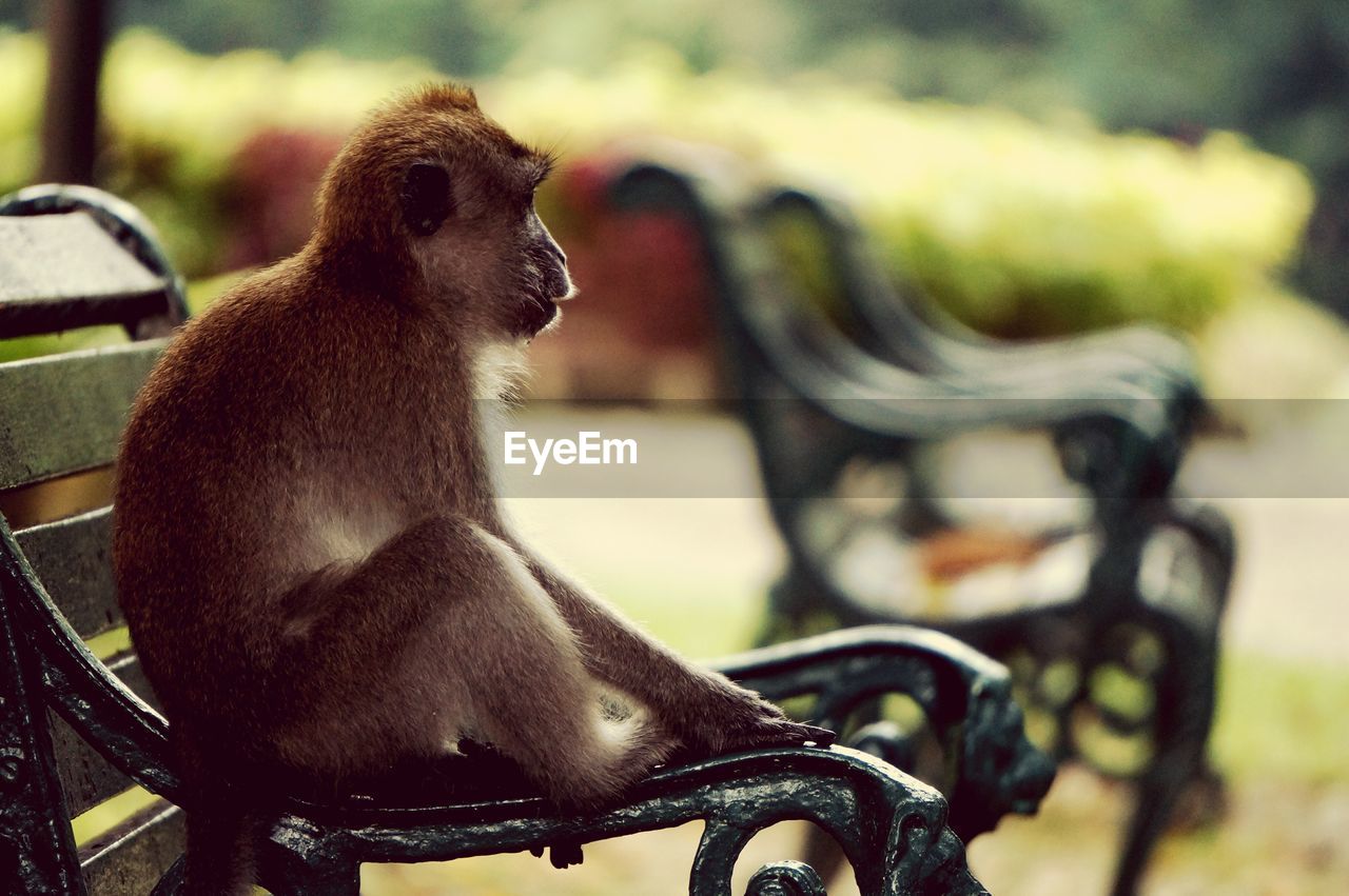 Monkey looking away on bench