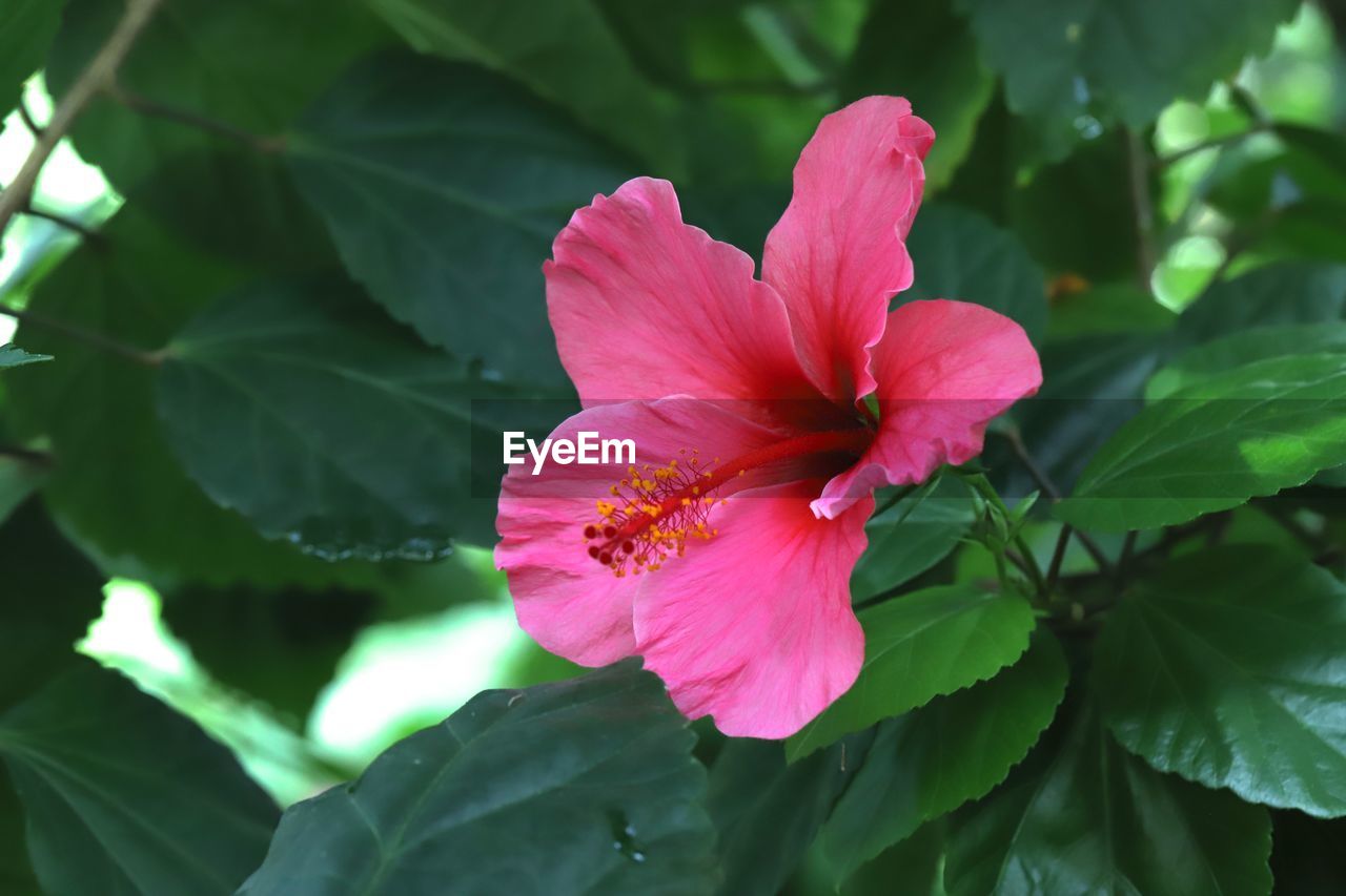 Close-up of pink flowering plant