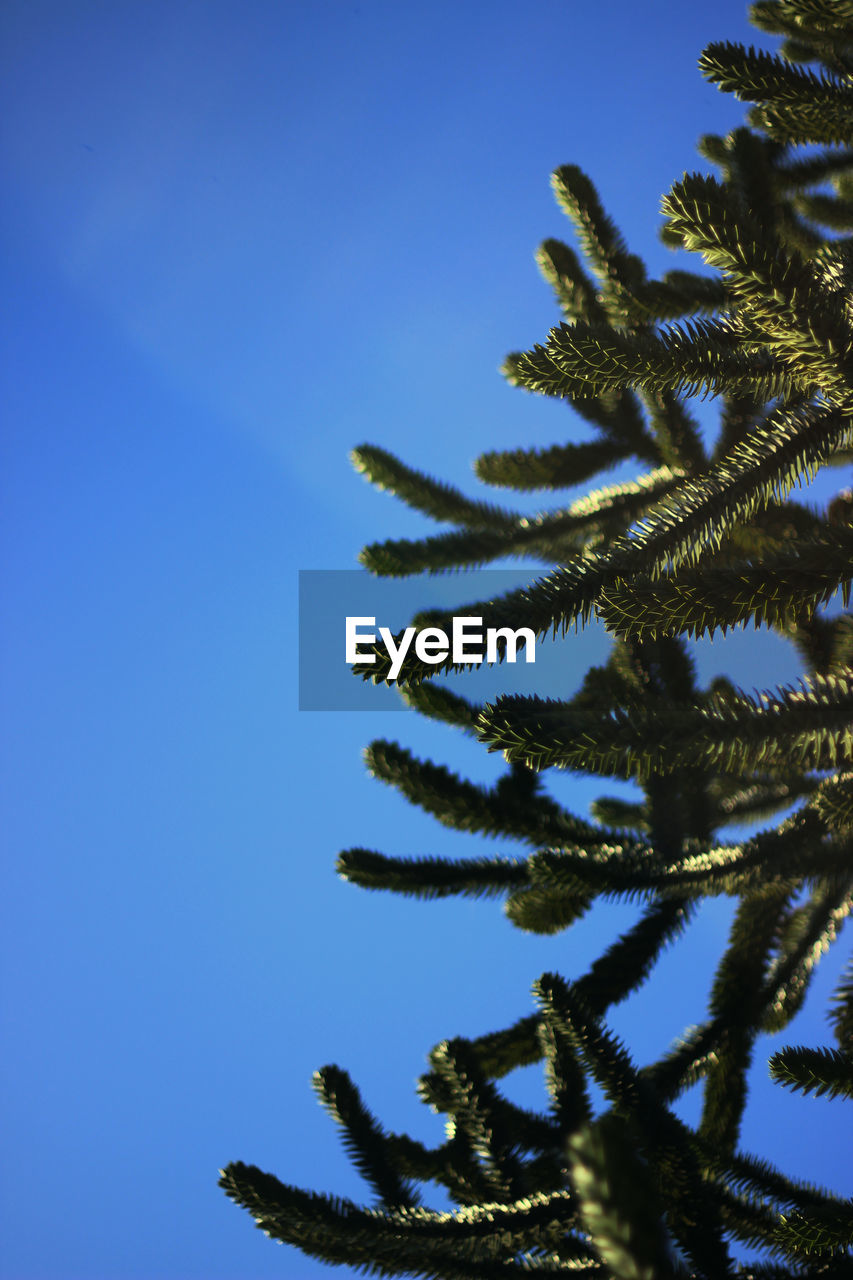 Low angle view of pine tree against sky