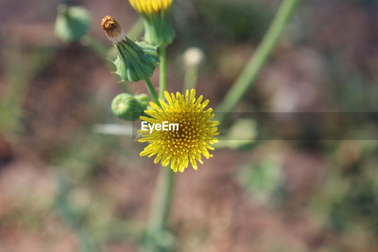 Yellow flowering plant