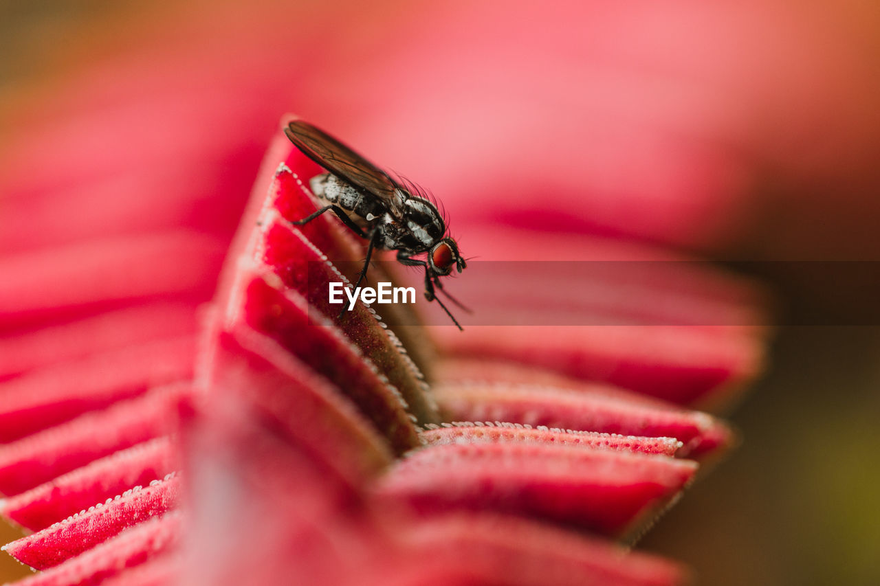 Close-up of housefly on red flower