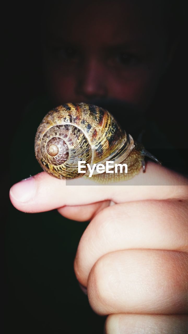 CLOSE-UP VIEW OF SNAIL ON TABLE