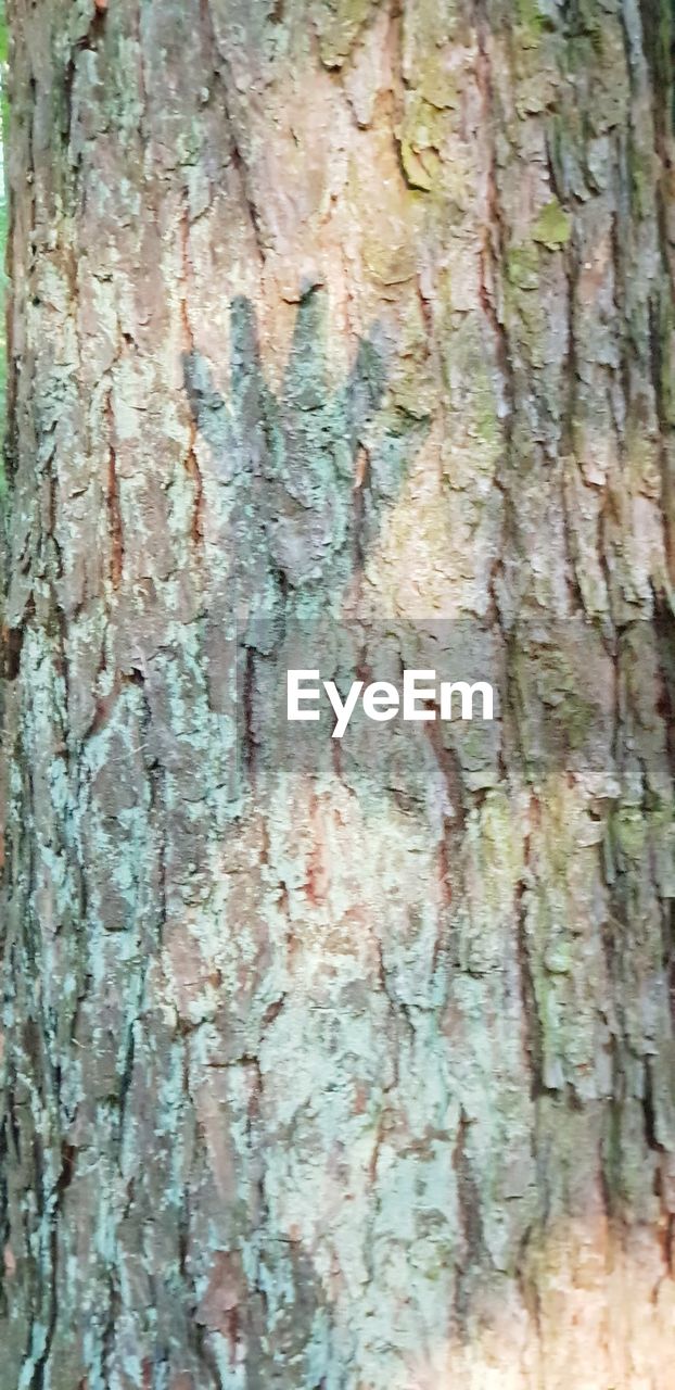 FULL FRAME SHOT OF WEATHERED TREE TRUNK