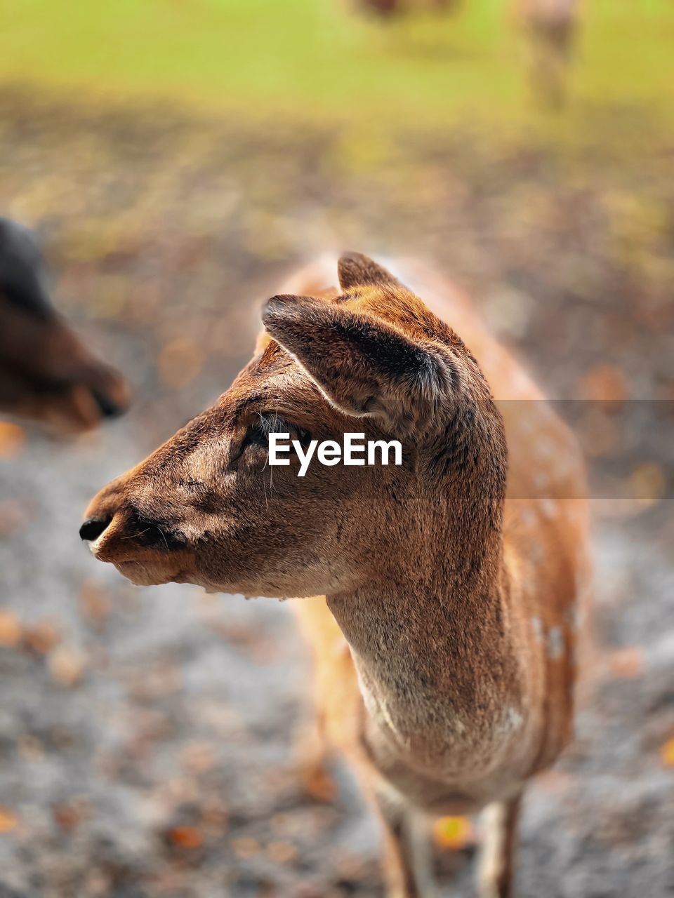 Close-up of deer standing on land