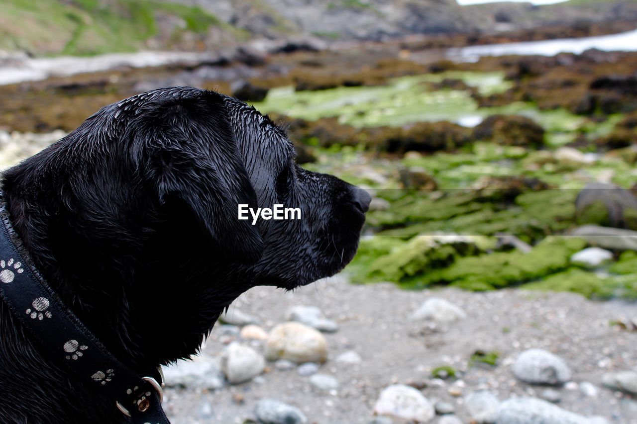 Close-up of black dog on shore