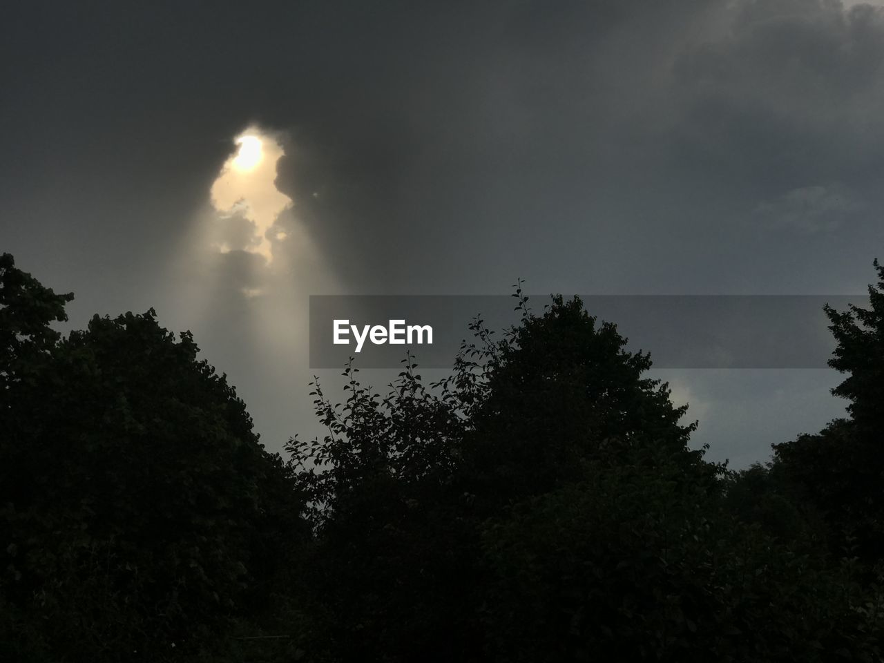 LOW ANGLE VIEW OF TREES IN FOREST AGAINST SKY