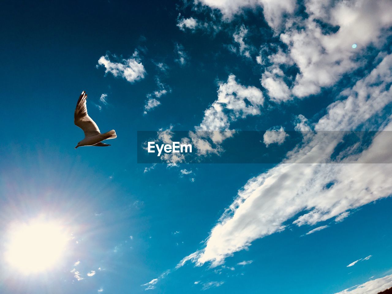 LOW ANGLE VIEW OF A BIRD FLYING IN SKY