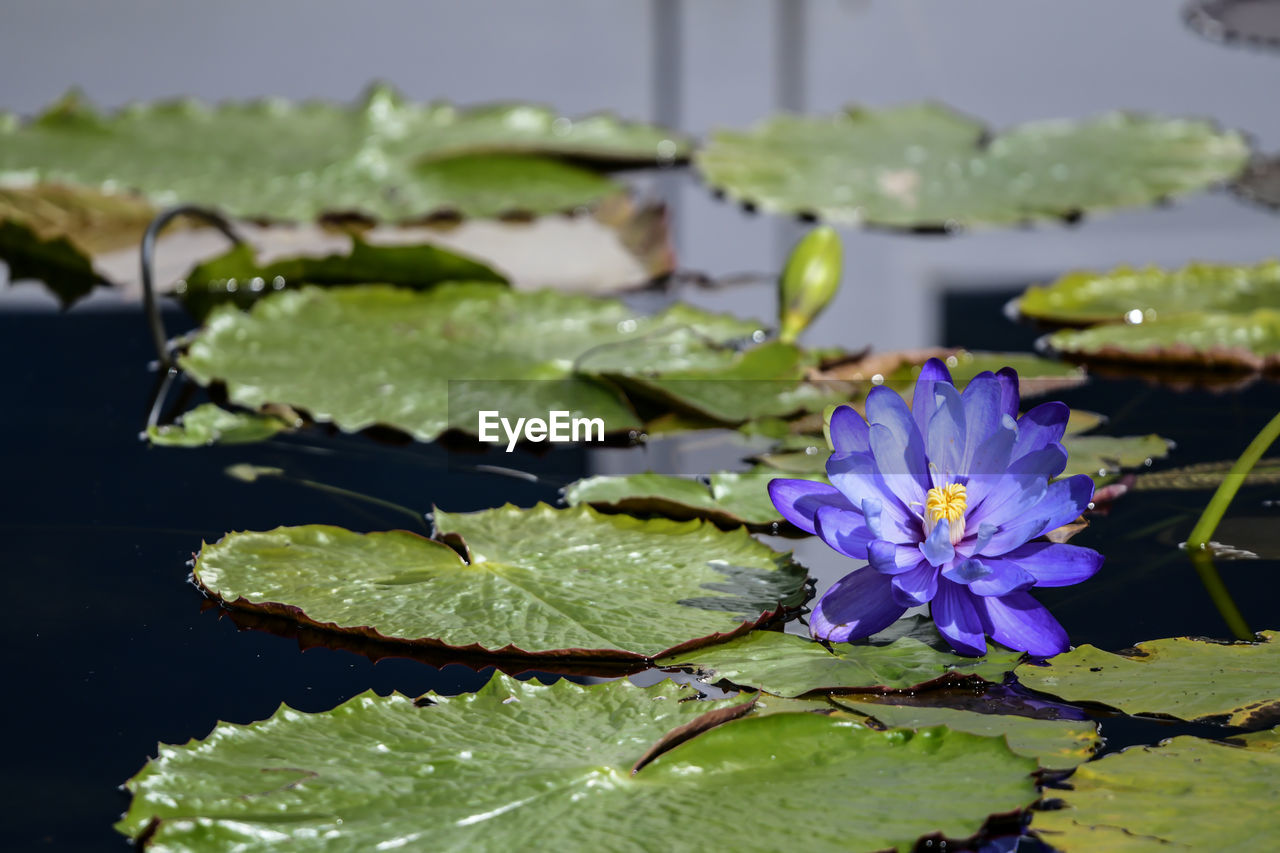 Close-up of purple lotus water lily in pond