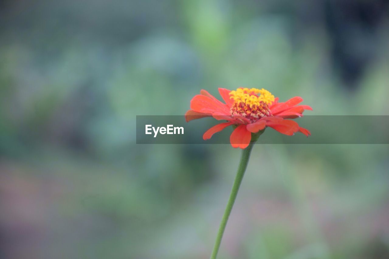 Close-up of red flower blooming outdoors