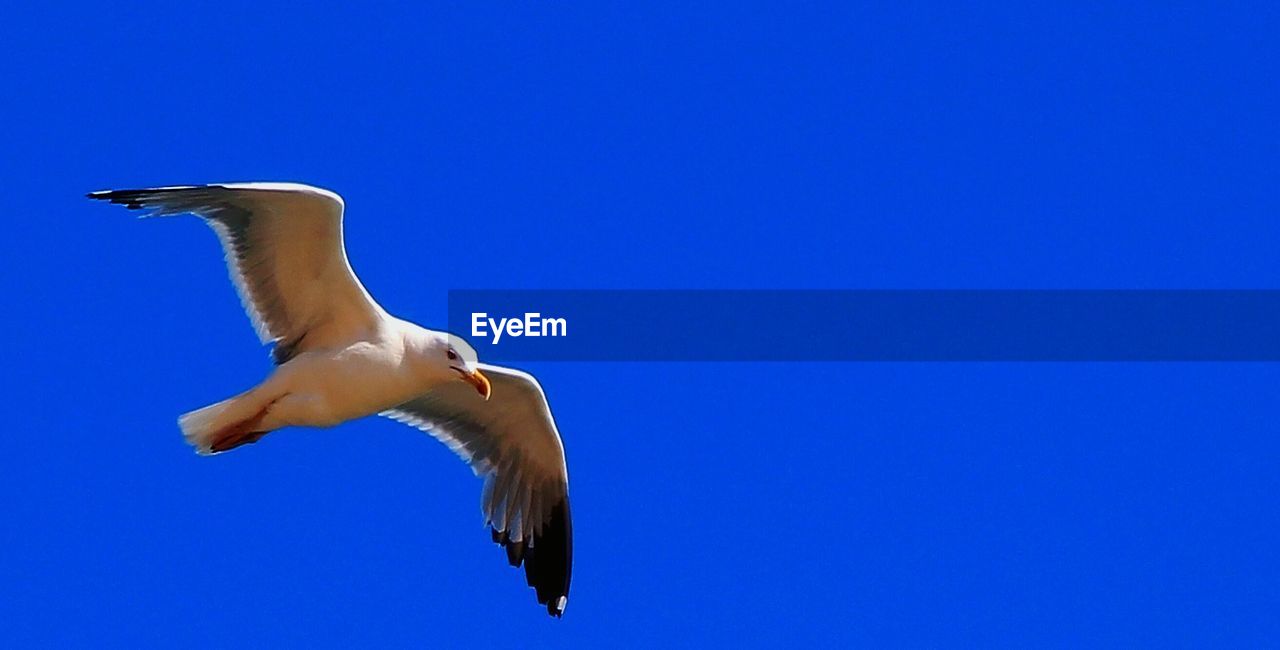 Low angle view of seagull flying against clear blue sky