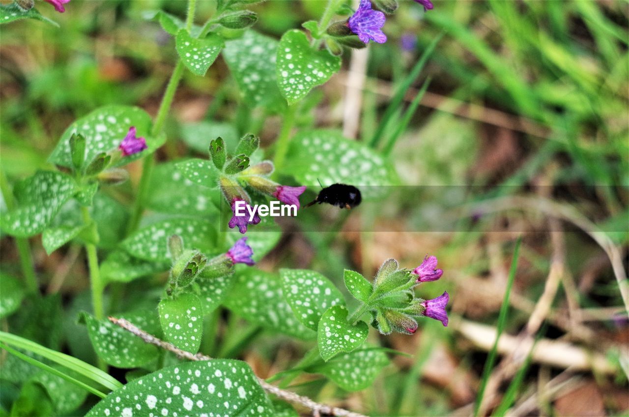 CLOSE-UP OF BUMBLEBEE ON PURPLE FLOWERS