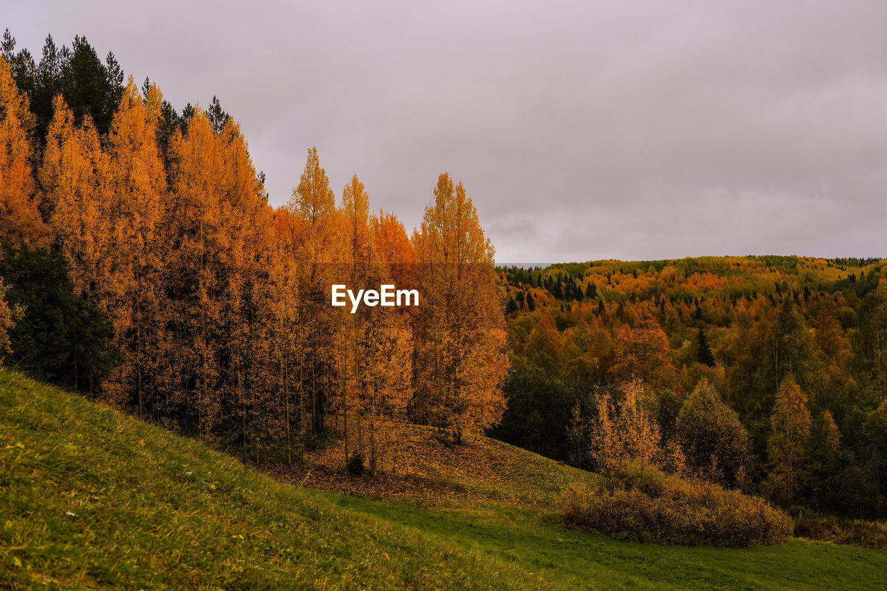 plant, tree, autumn, nature, landscape, beauty in nature, land, environment, sky, scenics - nature, leaf, forest, cloud, tranquility, grass, no people, mountain, tranquil scene, non-urban scene, coniferous tree, pine tree, woodland, morning, pinaceae, meadow, yellow, pine woodland, plant part, orange color, field, wilderness, outdoors, rural scene, green, multi colored, idyllic, growth, rural area, day, plain, travel destinations, panoramic, remote