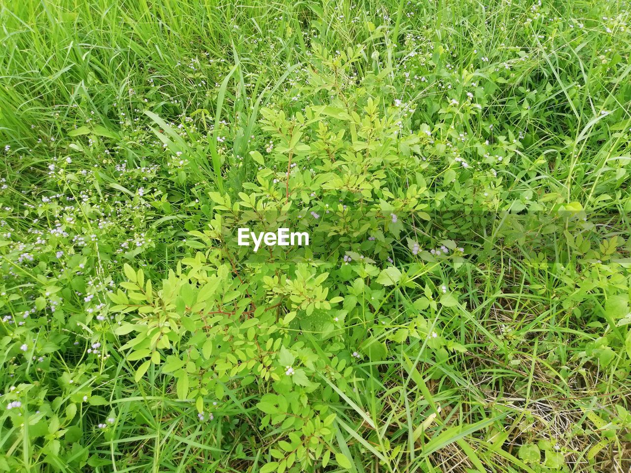 FULL FRAME SHOT OF PLANTS ON FIELD