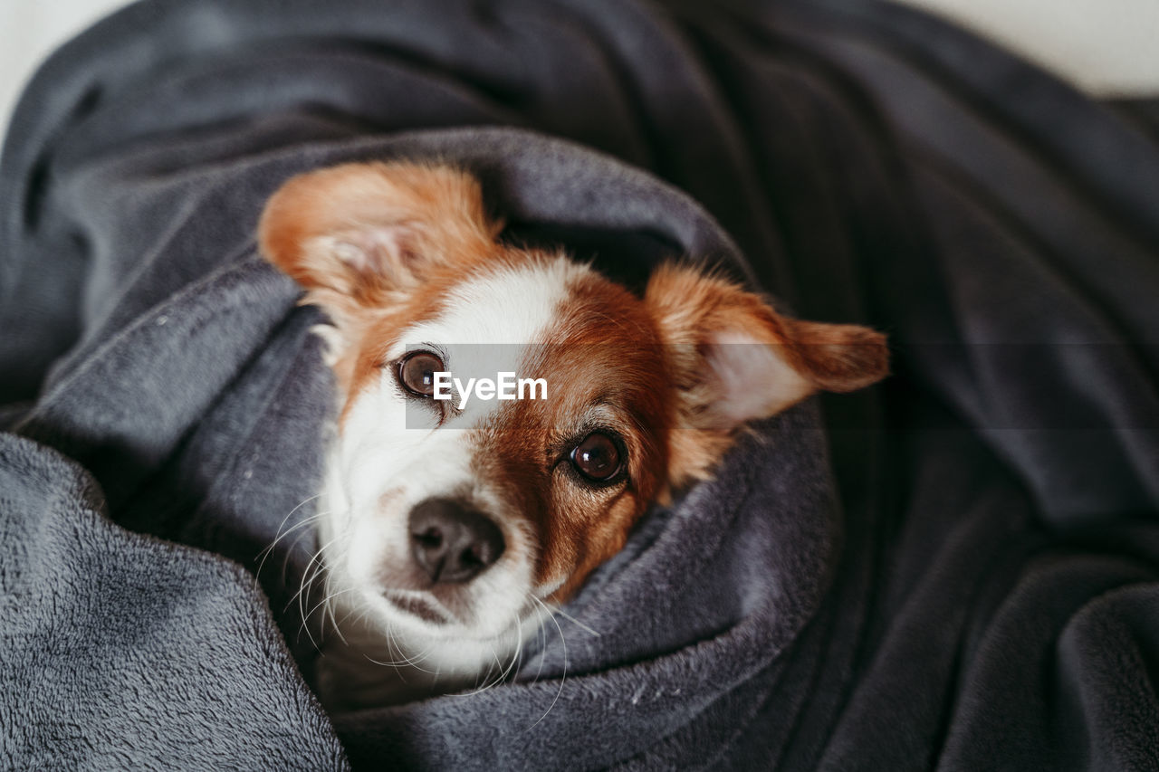 CLOSE-UP OF DOG RELAXING AT HOME