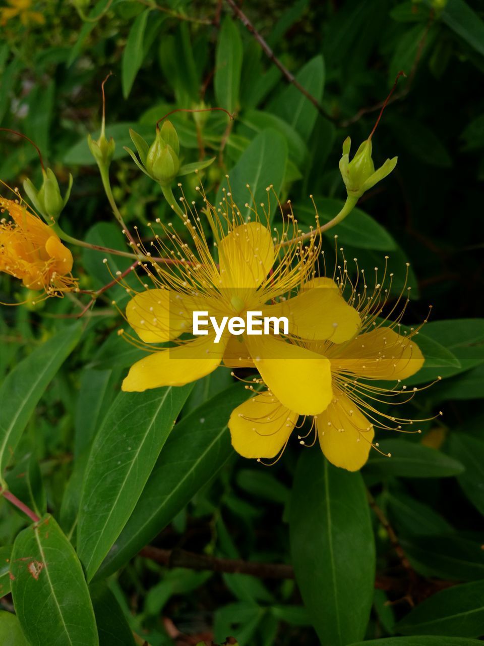 CLOSE-UP OF YELLOW FLOWERS