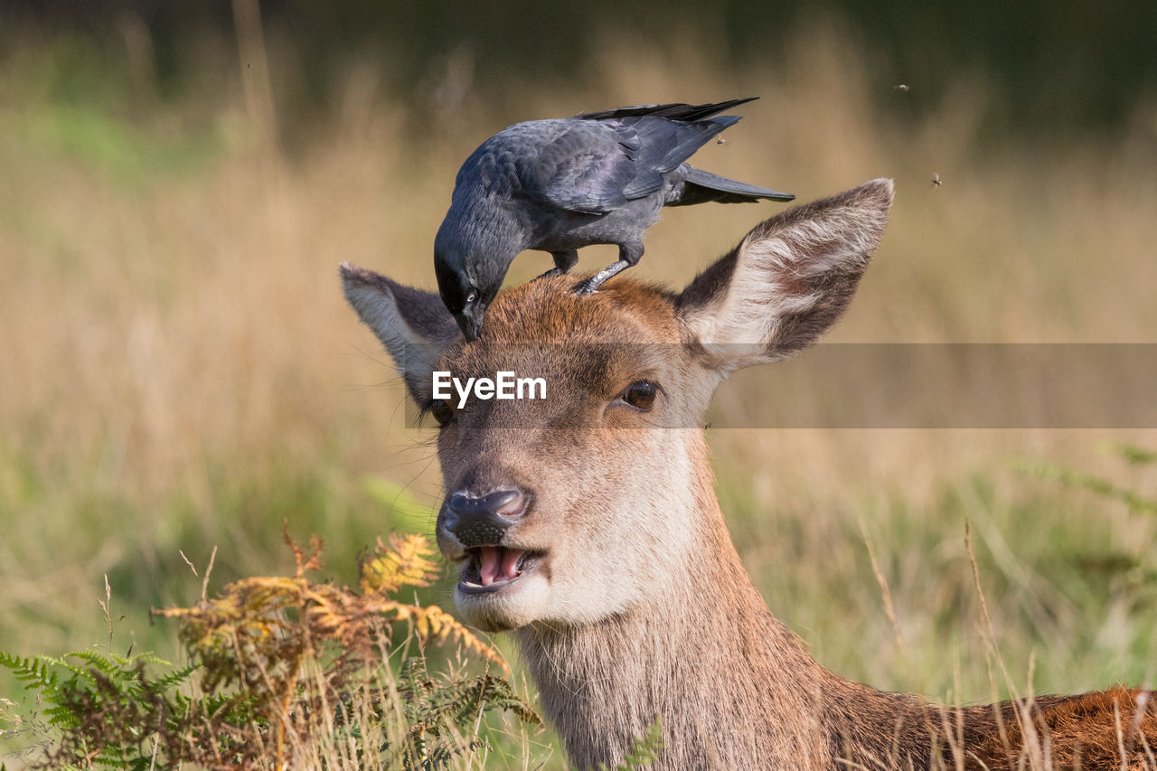 Close-up of crow on red deer head