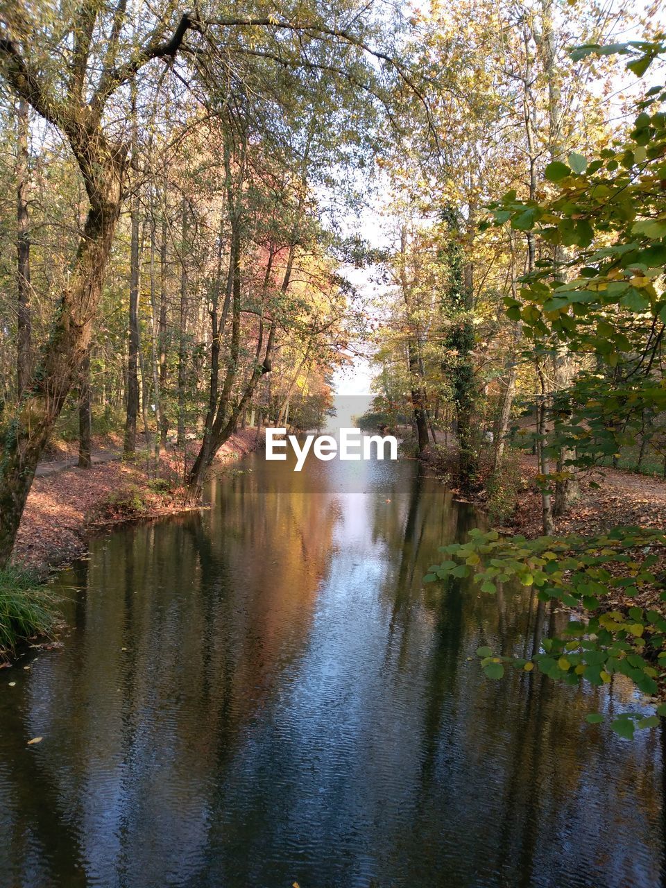 RIVER AMIDST TREES IN FOREST AGAINST SKY