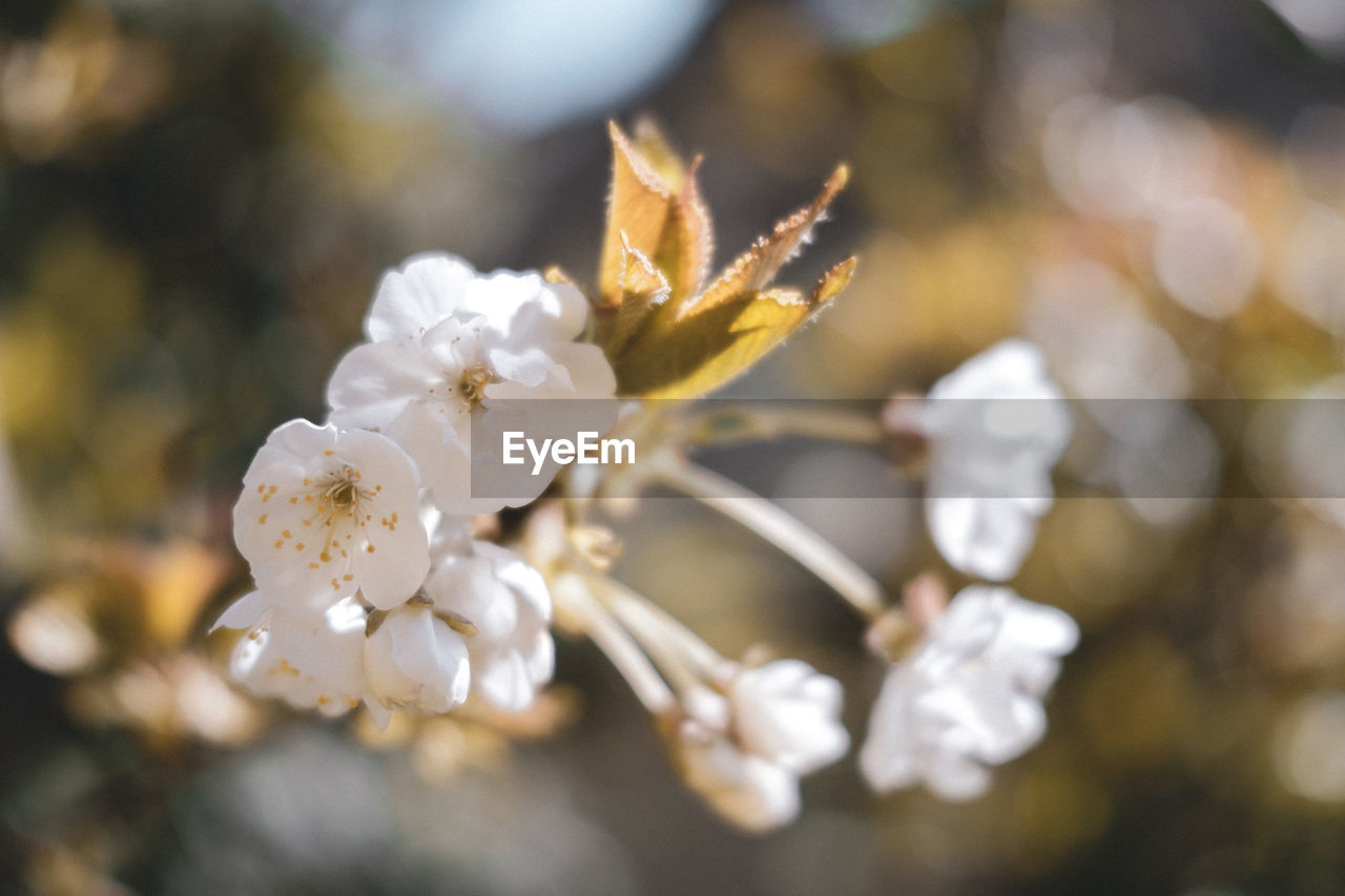 Close-up of cherry blossom outdoors