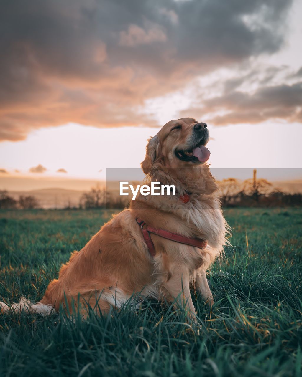 Cute dog on field during sunset