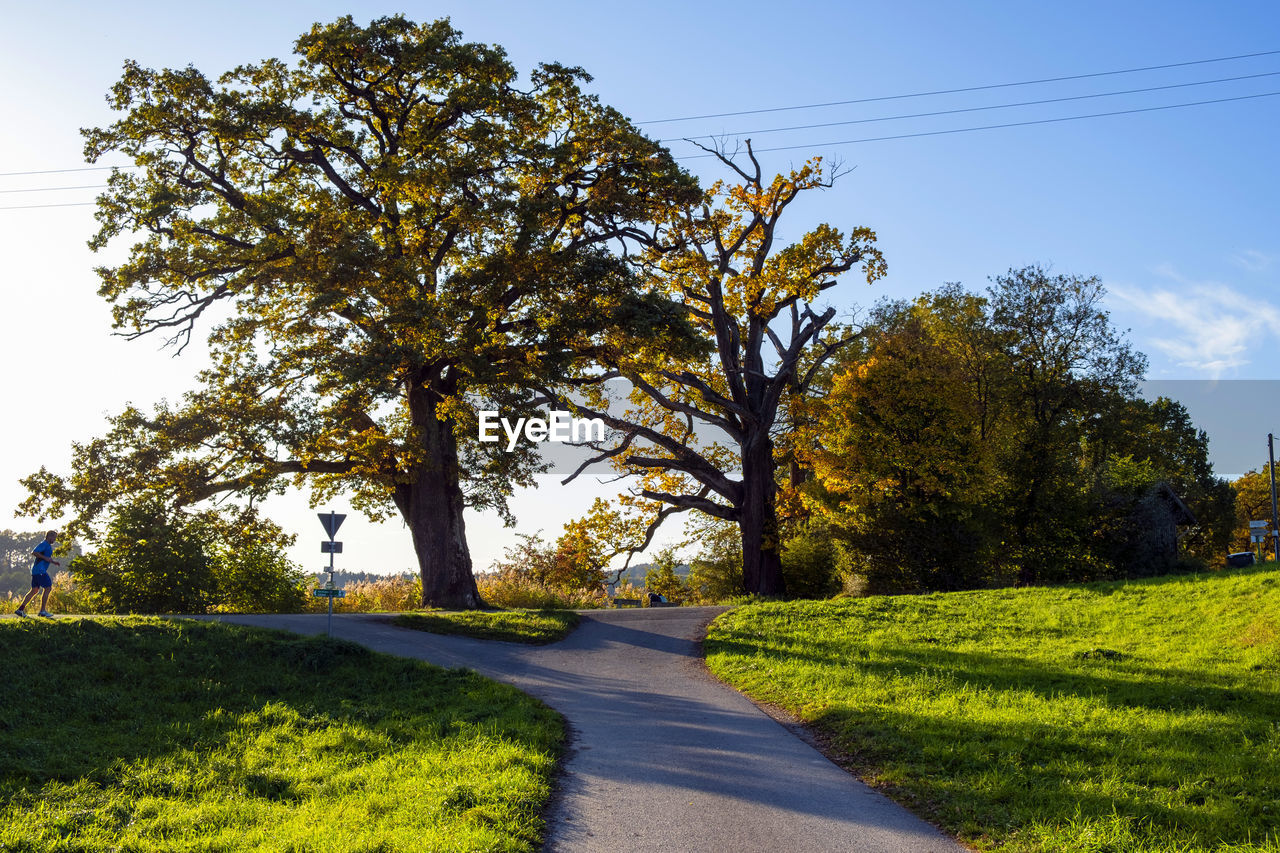 Oak trees in autumn landscape with narrow country road and jogging man in back light