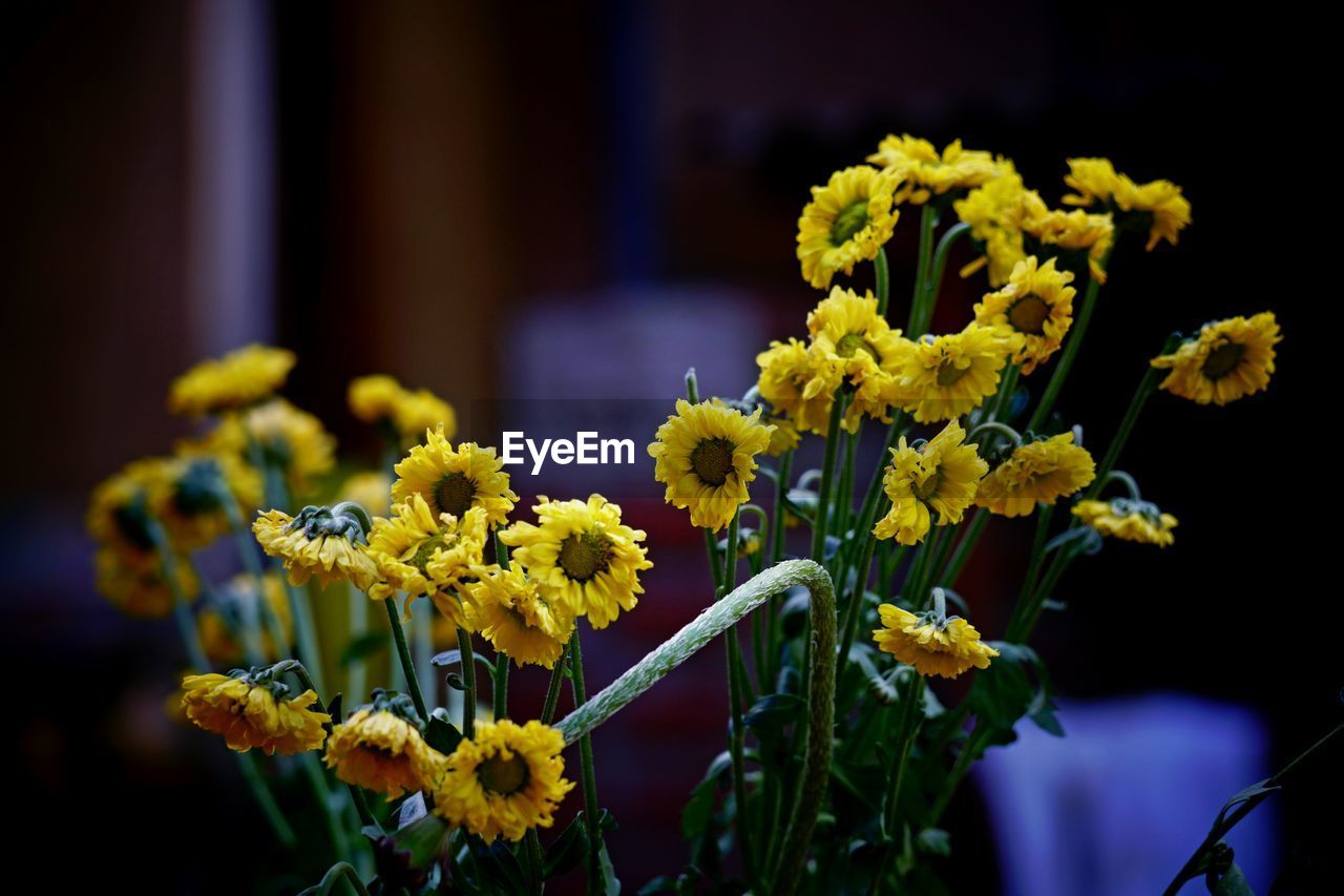 Close-up of yellow flowering plant