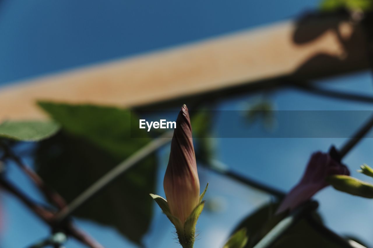 CLOSE-UP OF PLANT AGAINST BLUE SKY