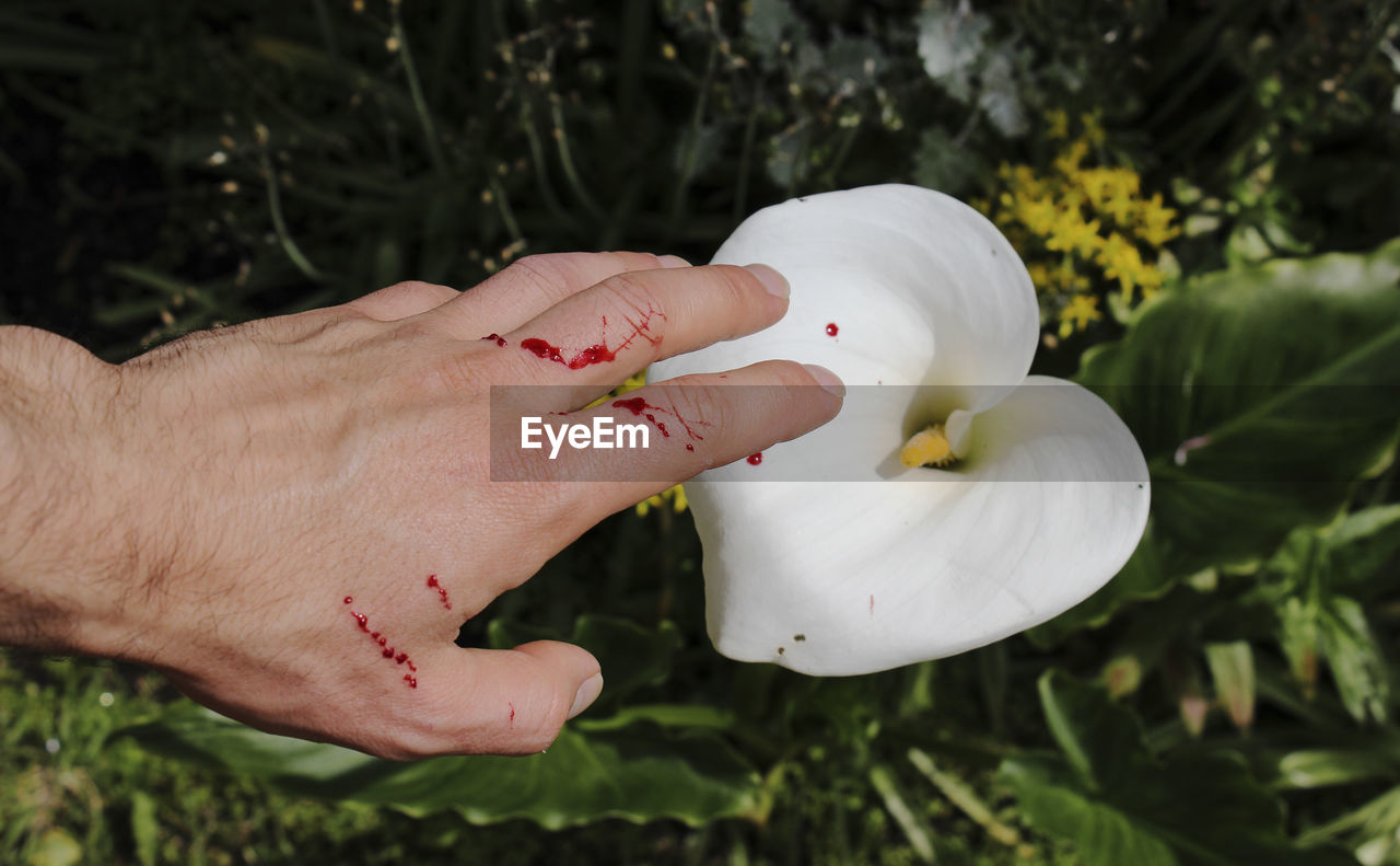 Cropped hand of man with blood by white flower