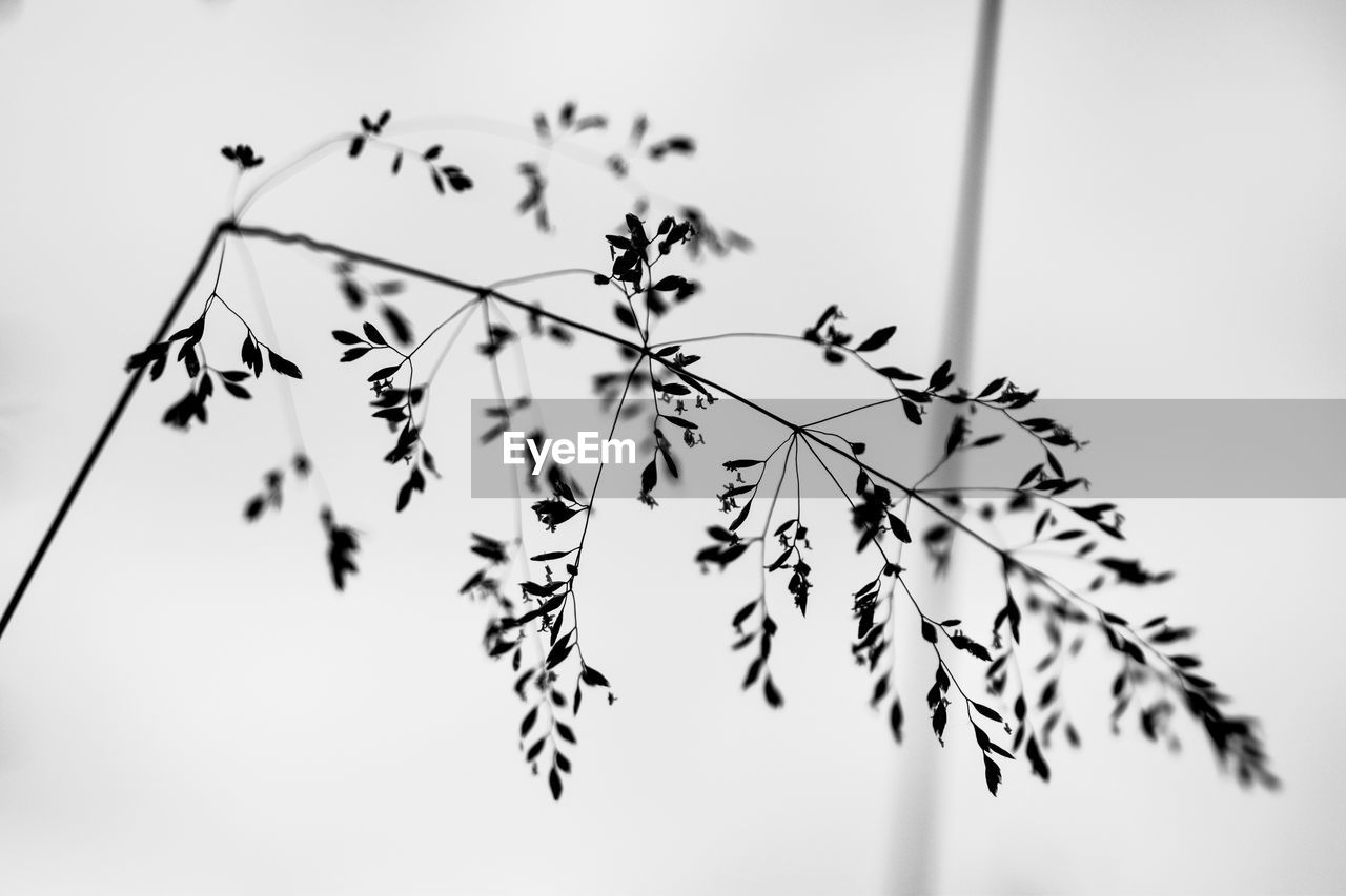 CLOSE-UP OF FLOWERING PLANT AGAINST CLEAR SKY