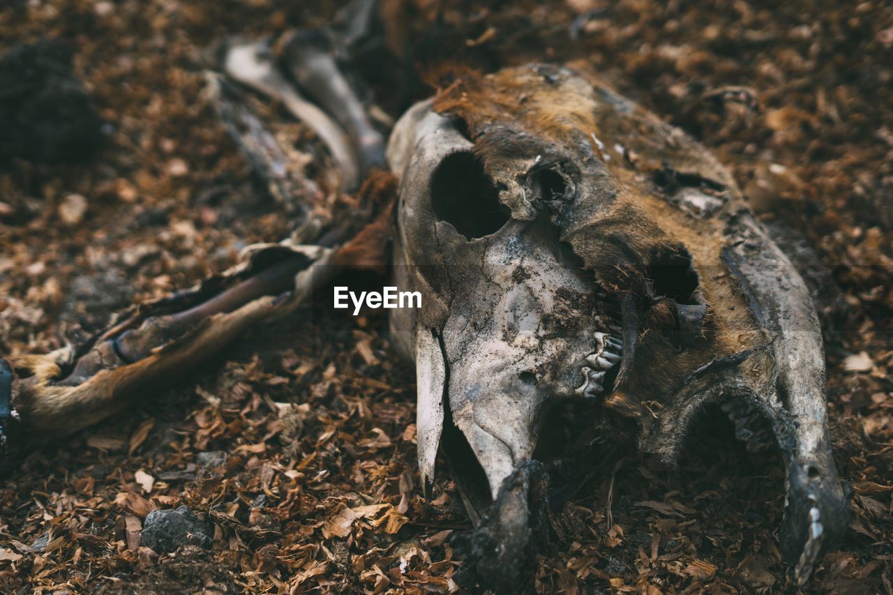 Close-up of skull on field