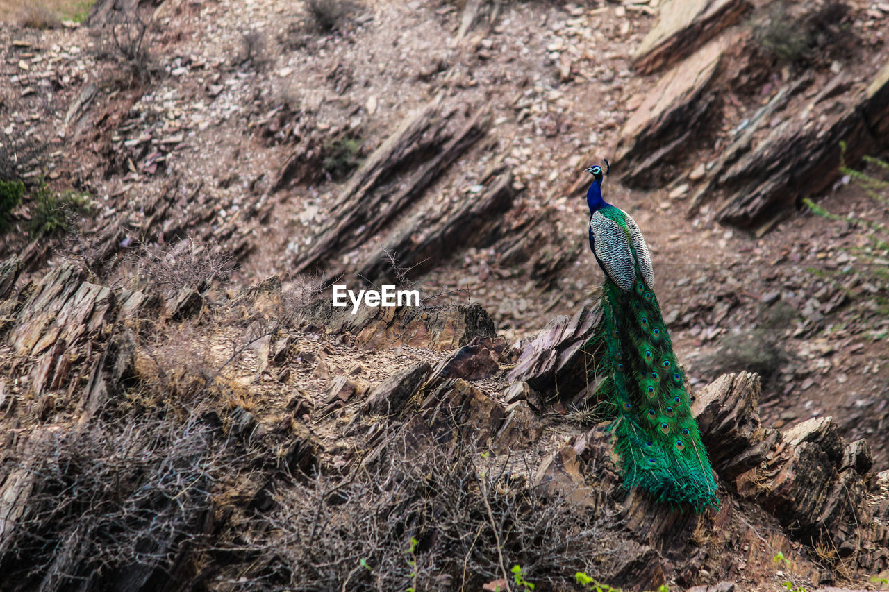 High angle view of a peacock