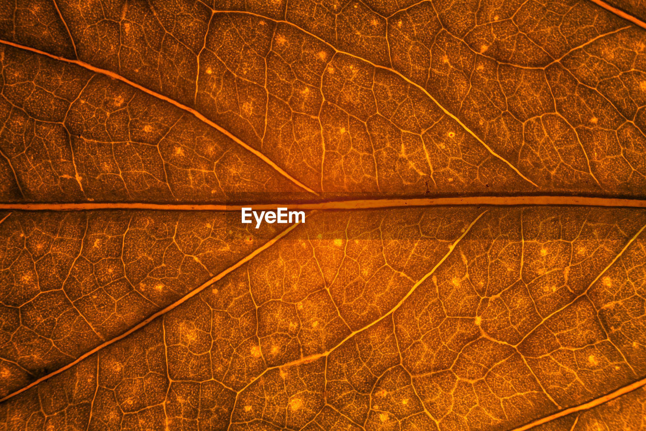 Full frame shot of orange leaf during autumn
