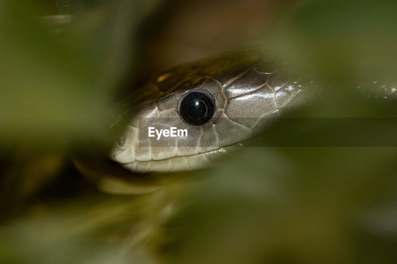 Close-up of black mamba snake