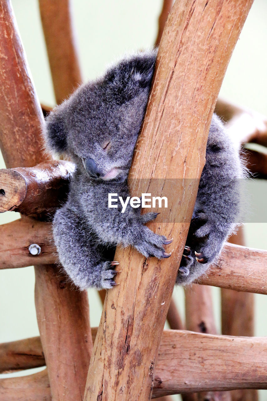 Low angle view of koala sleeping on wooden structure