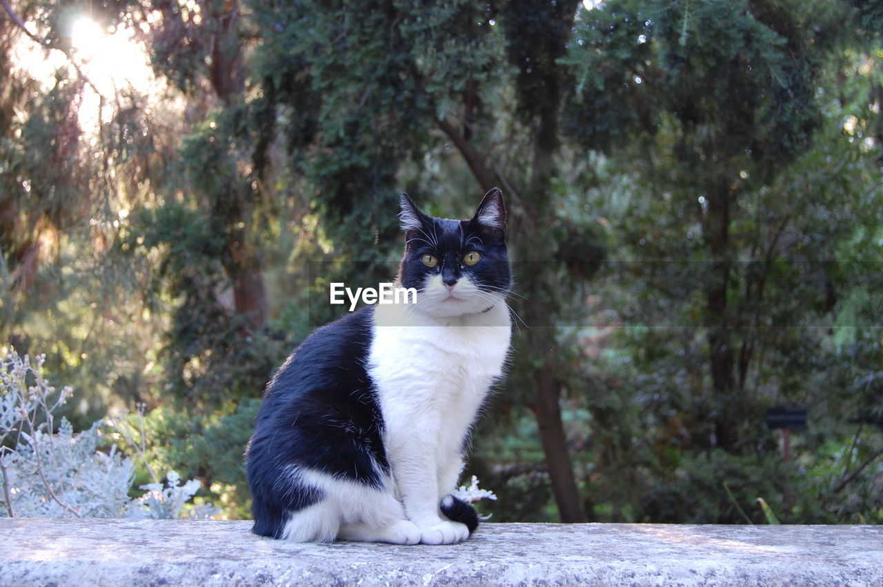 Side view of cat on retaining wall against trees