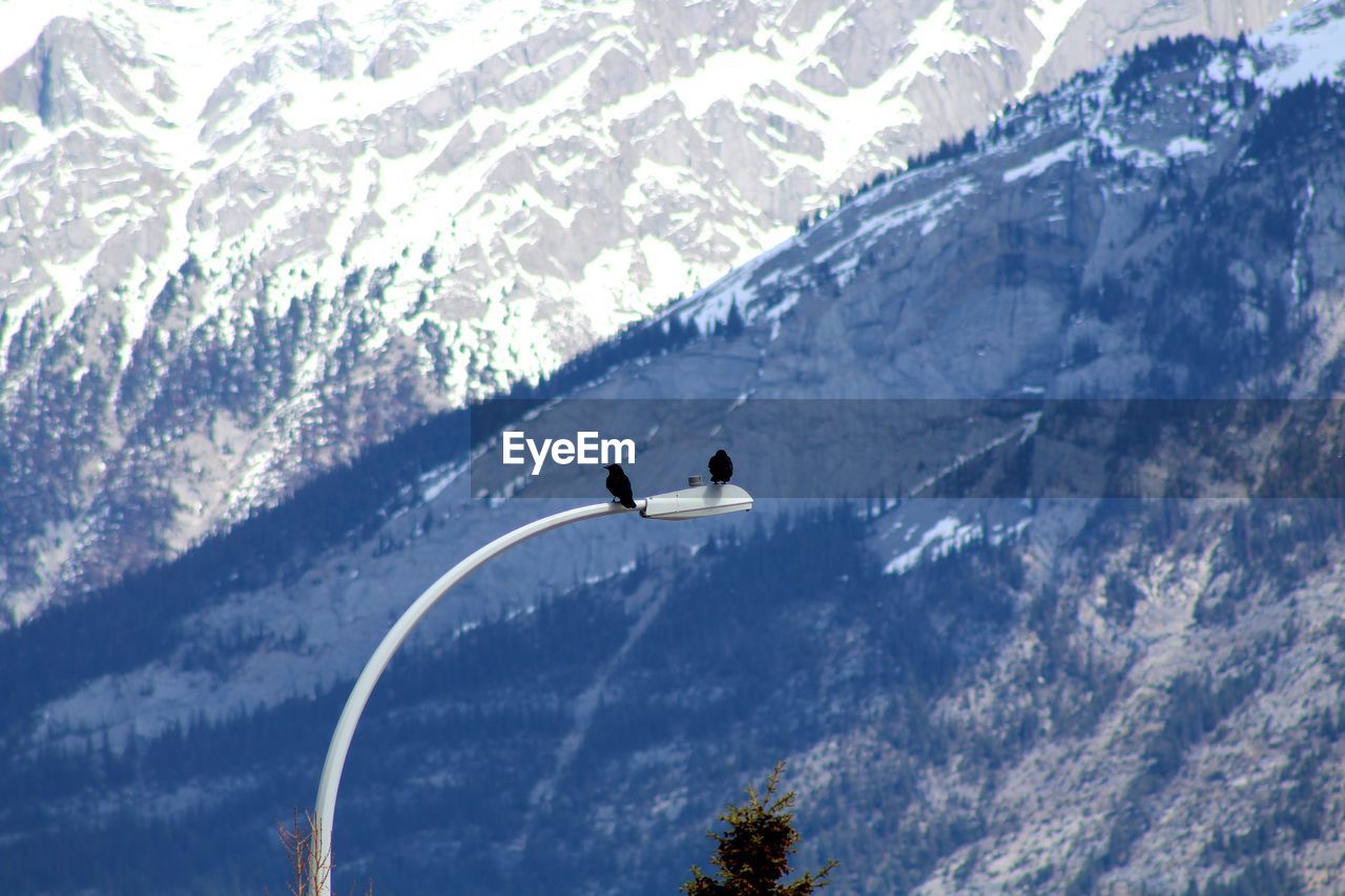 High angle view of birds on snowcapped mountains