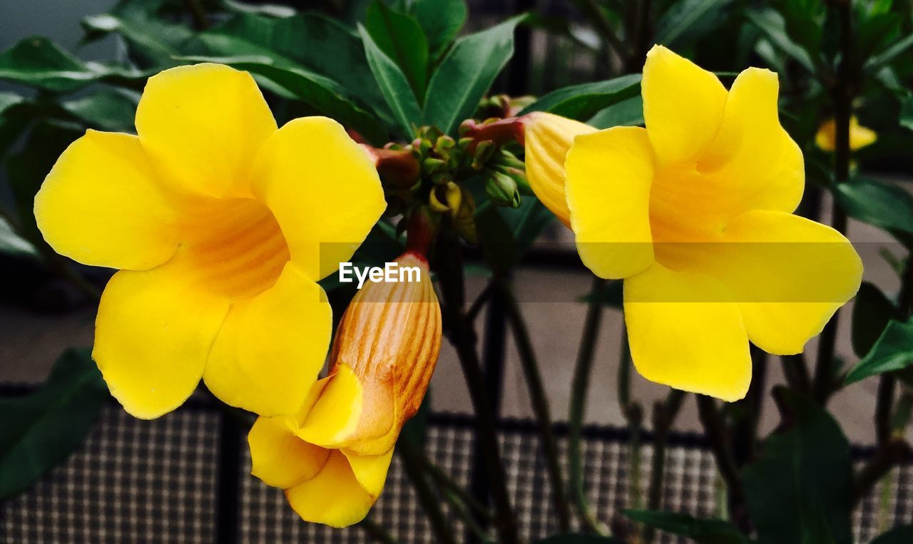 CLOSE-UP OF YELLOW FLOWERS BLOOMING