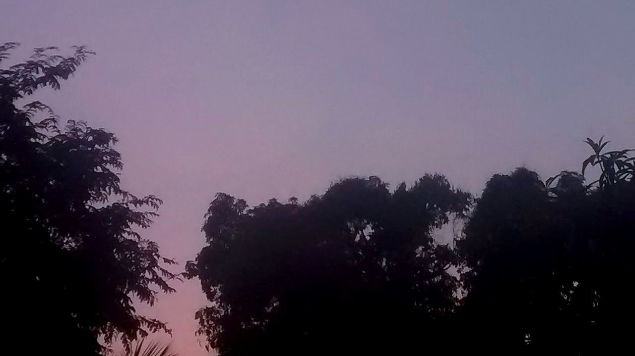 LOW ANGLE VIEW OF TREES AGAINST SKY