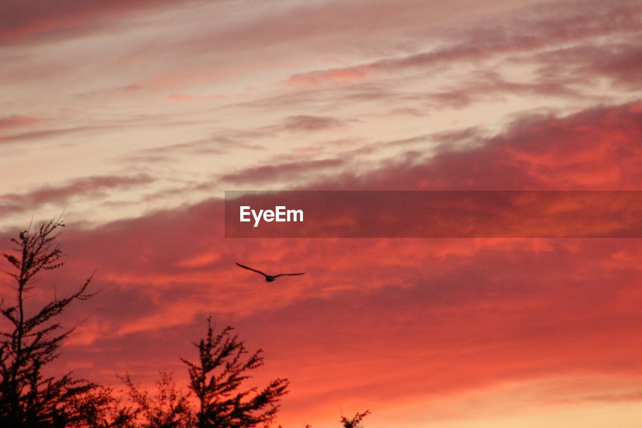 LOW ANGLE VIEW OF SILHOUETTE BIRDS FLYING AT SUNSET