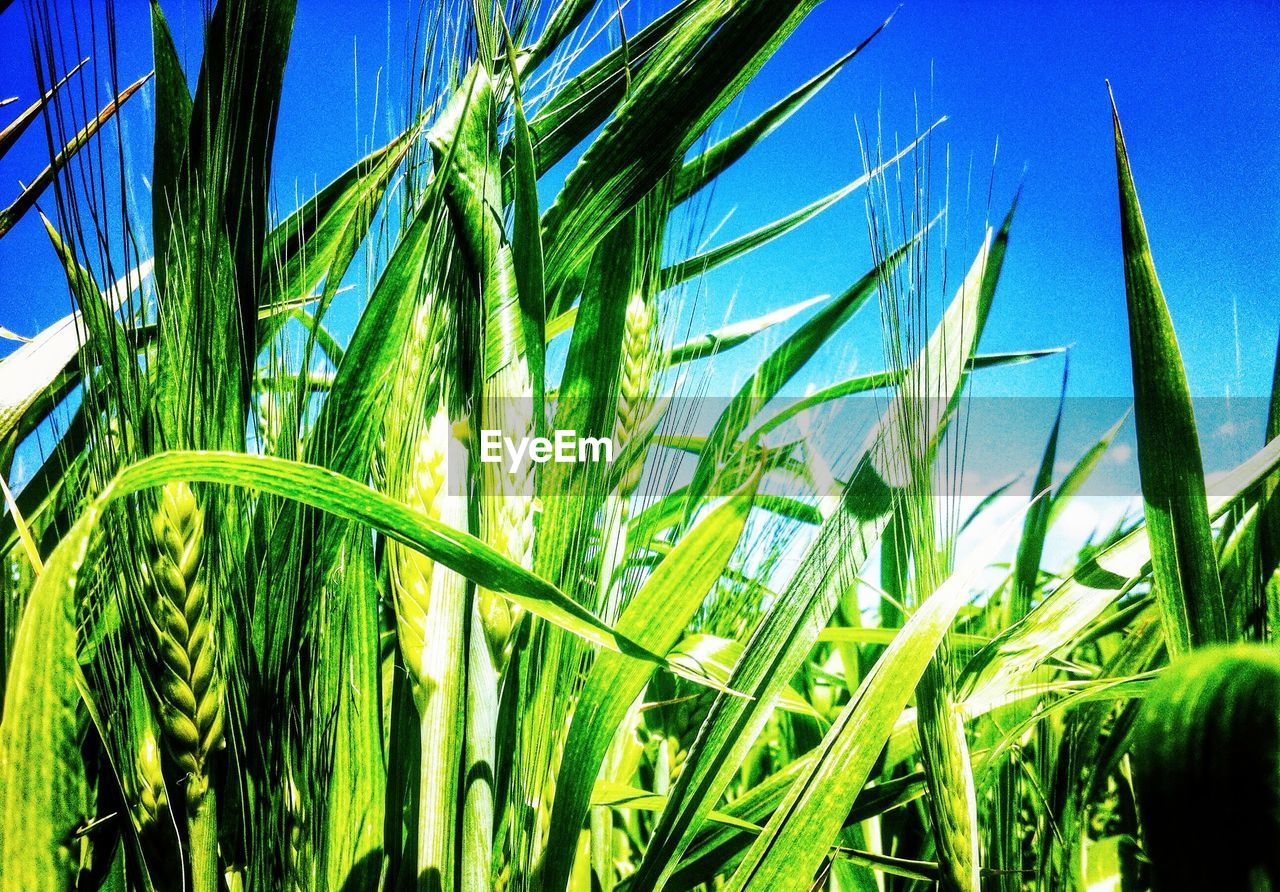 LOW ANGLE VIEW OF FRESH GREEN FIELD AGAINST BLUE SKY