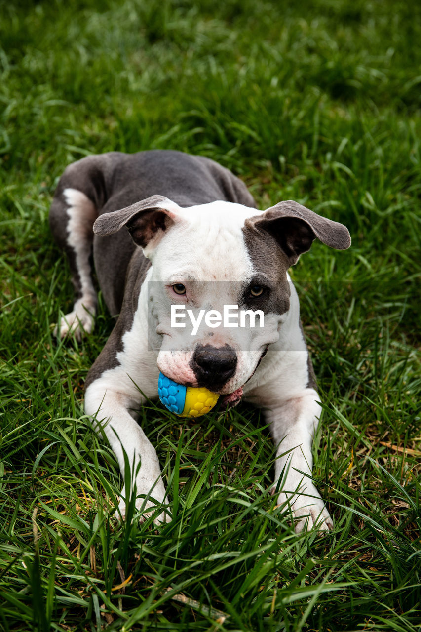 PORTRAIT OF DOG LYING ON GRASS