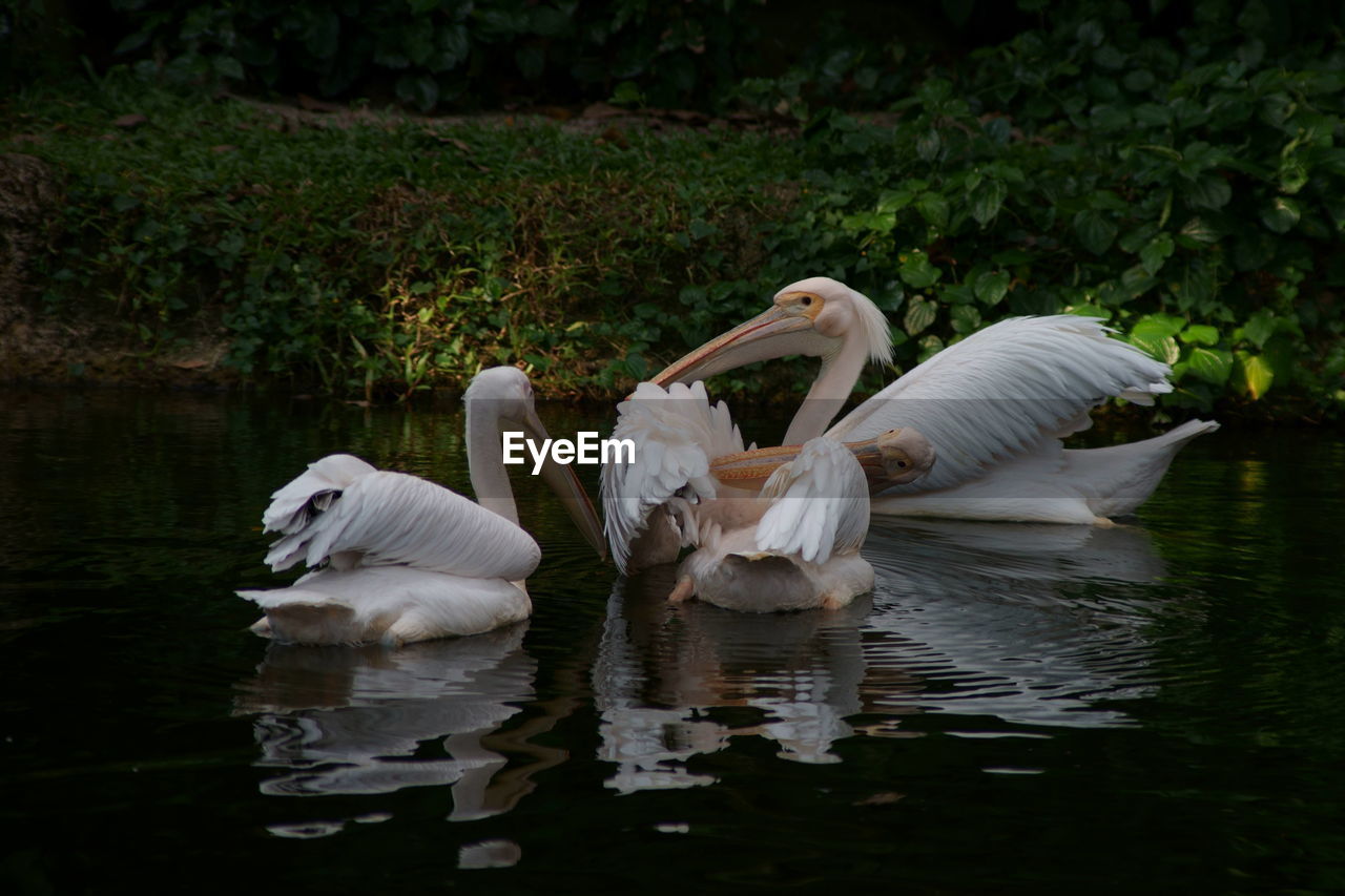 Swans swimming in lake