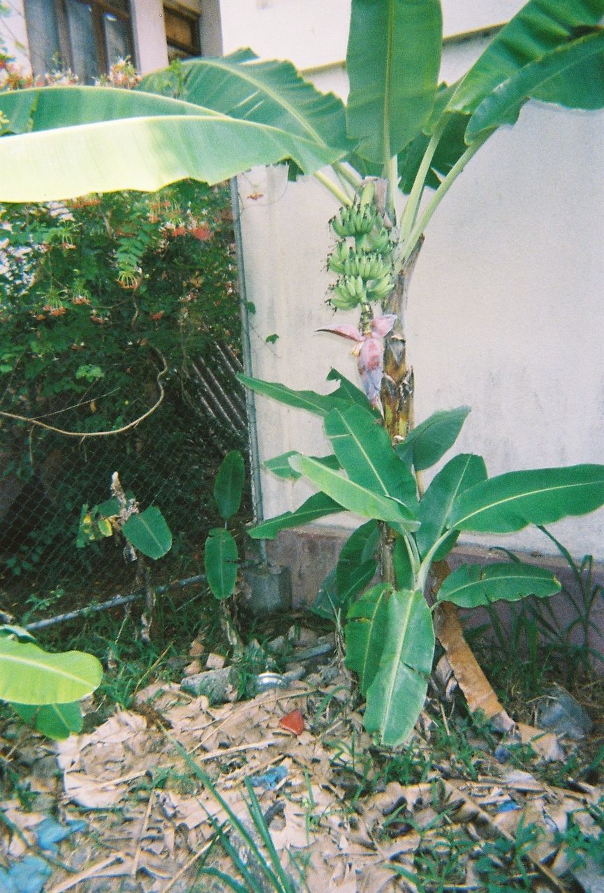 CLOSE-UP OF POTTED PLANTS