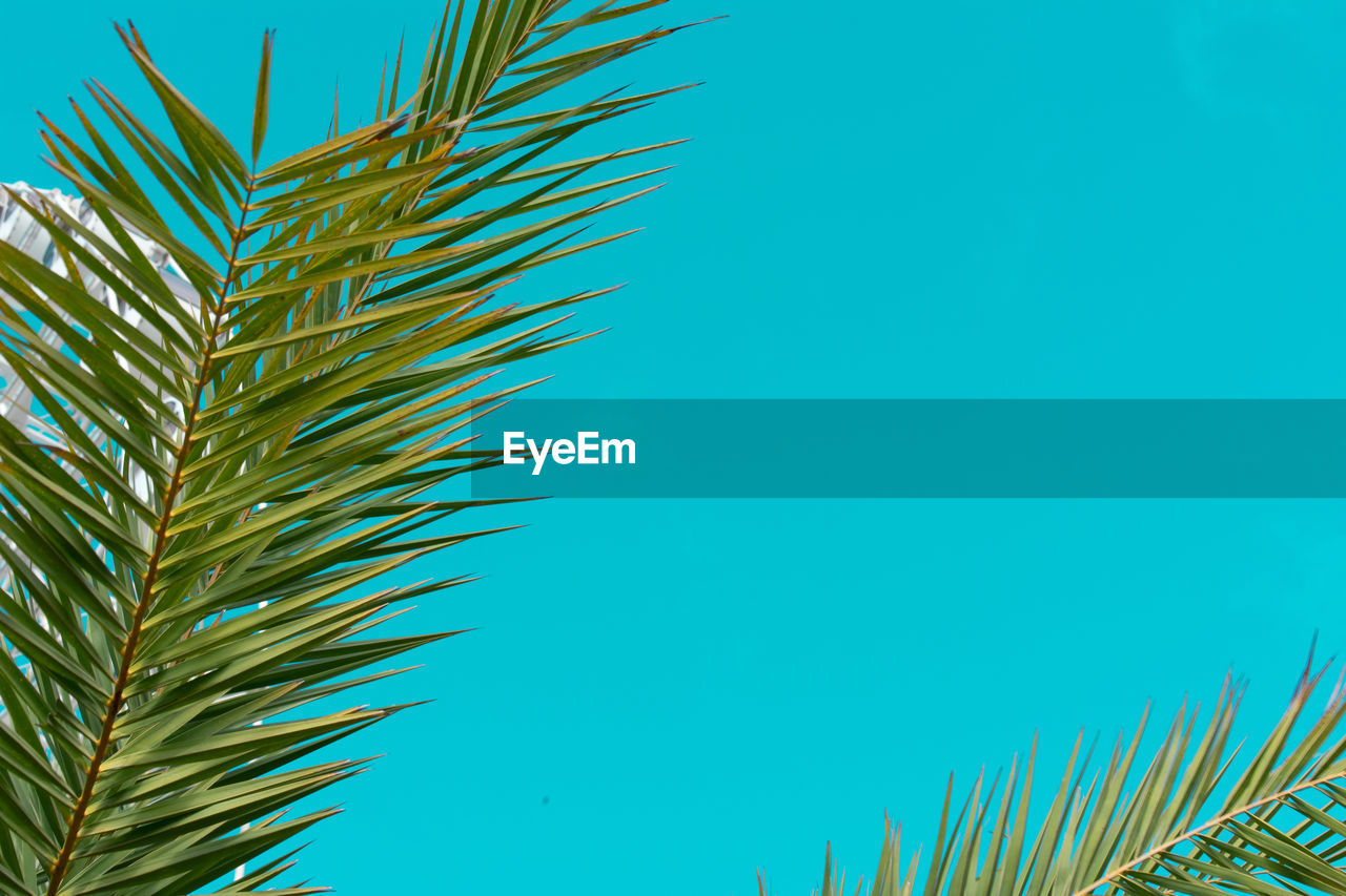 Low angle view of palm tree against blue sky