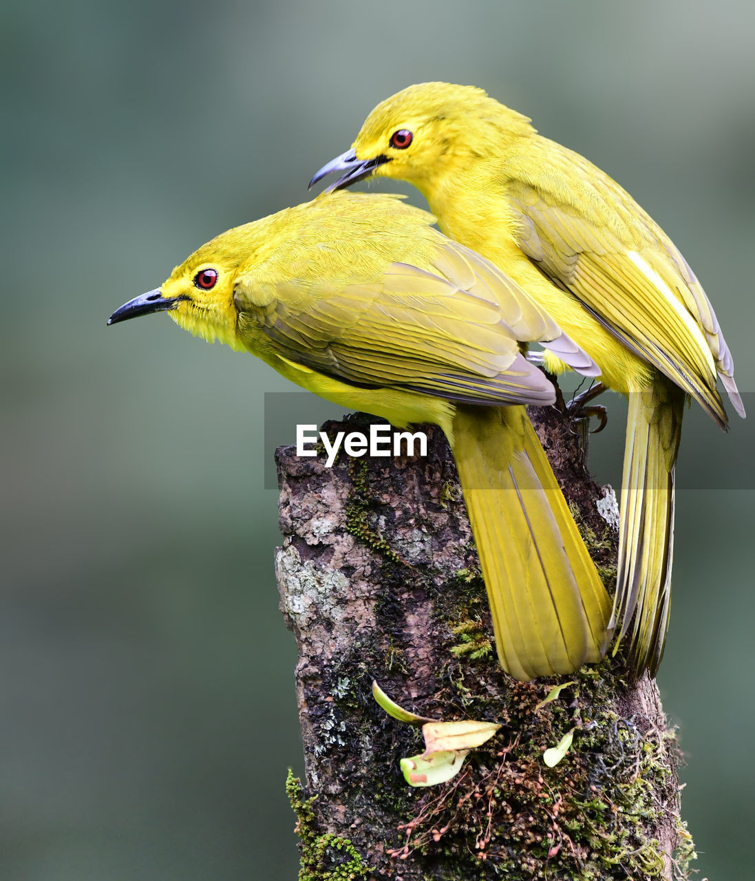 CLOSE-UP OF BIRD PERCHING ON WOOD