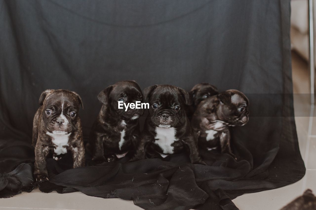 Portrait of puppies 