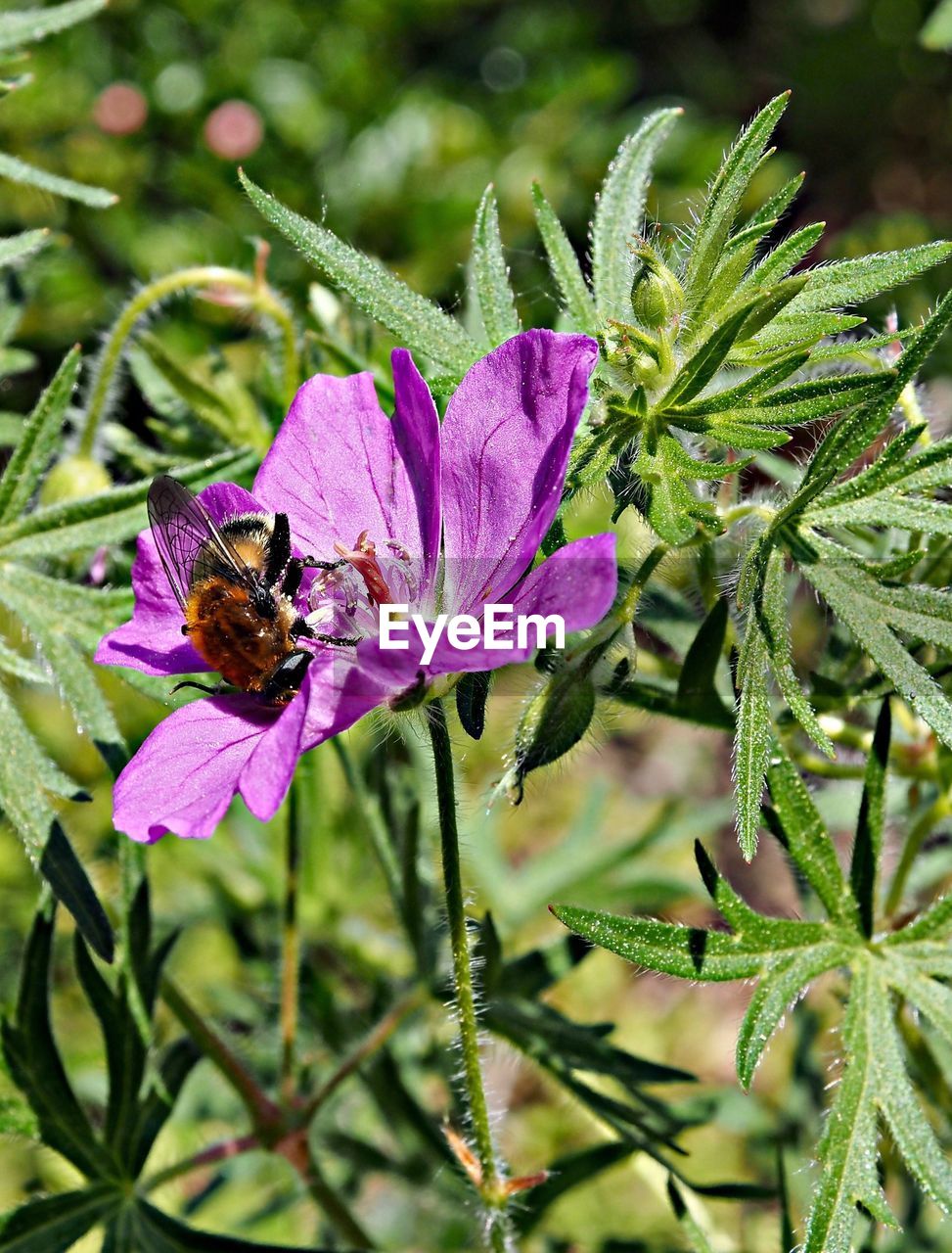 CLOSE-UP OF BEE ON FLOWER