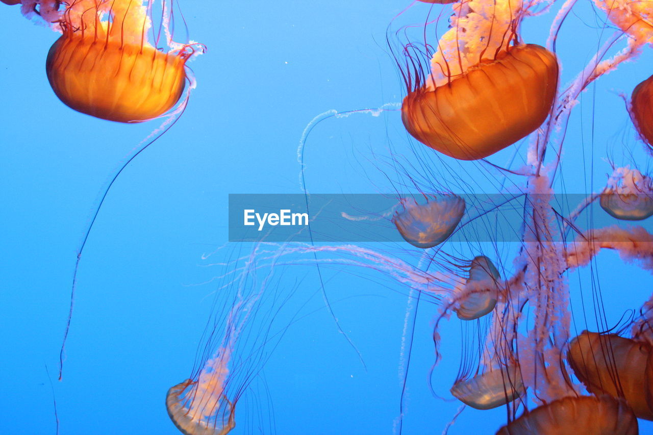 Jellyfish swimming in water at monterey bay aquarium