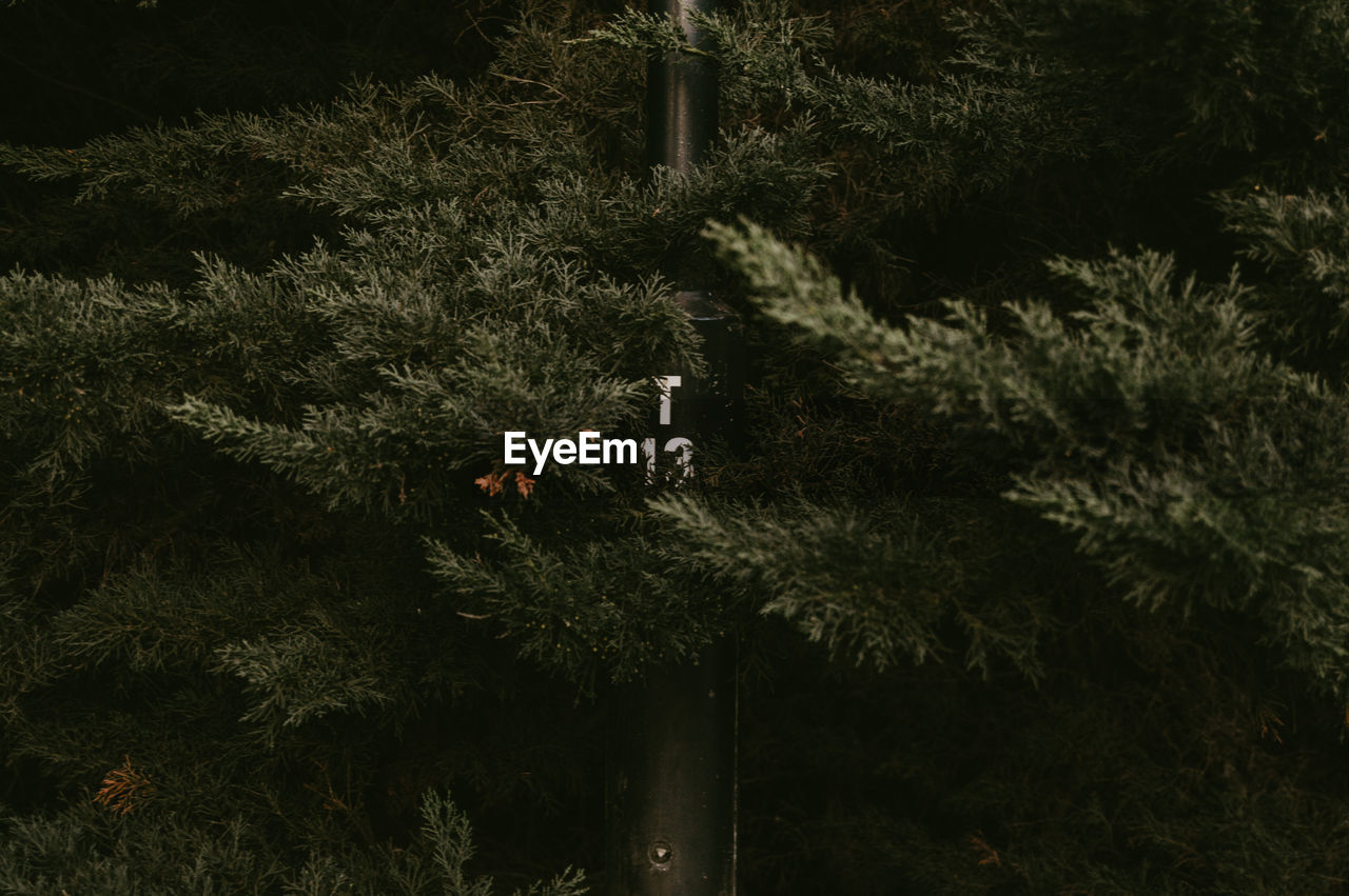 Close-up of trees in forest