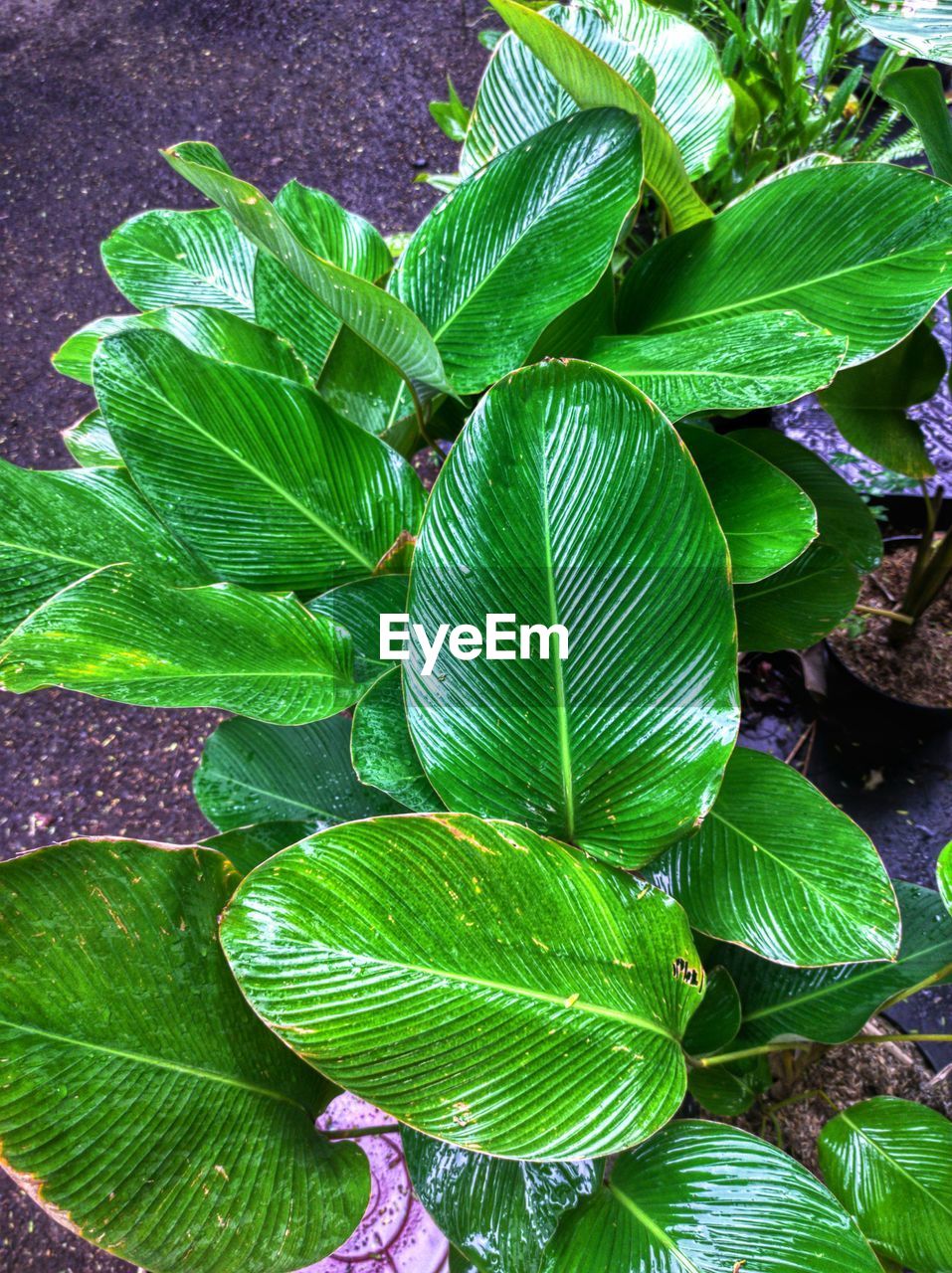 Close-up of green leaves